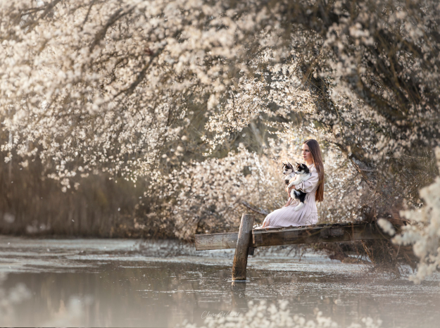 Photographe de lifestyle à Toul montrant une femme avec deux chiots pomsky sur un ponton sous des arbres en fleurs