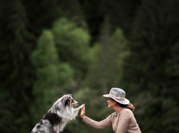 Photographe animalière à Nancy, séance lifestyle avec un chien Berger des Shetland dans la forêt des Vosges