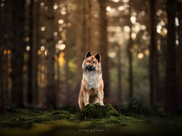 Séance photo animalière en forêt près de Nancy, portrait de chien par une photographe et formatrice professionnelle
