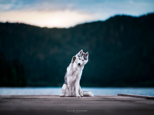 Chien posant sur un ponton au bord d'un lac vosgien, service de photographie animalière Nancy et Grand Est