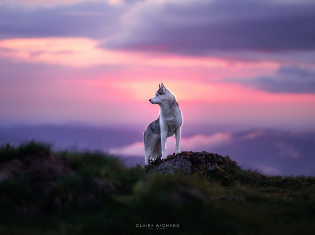 Portrait de chien majestueux au coucher de soleil violet dans les Vosges, photographe professionnelle à Nancy