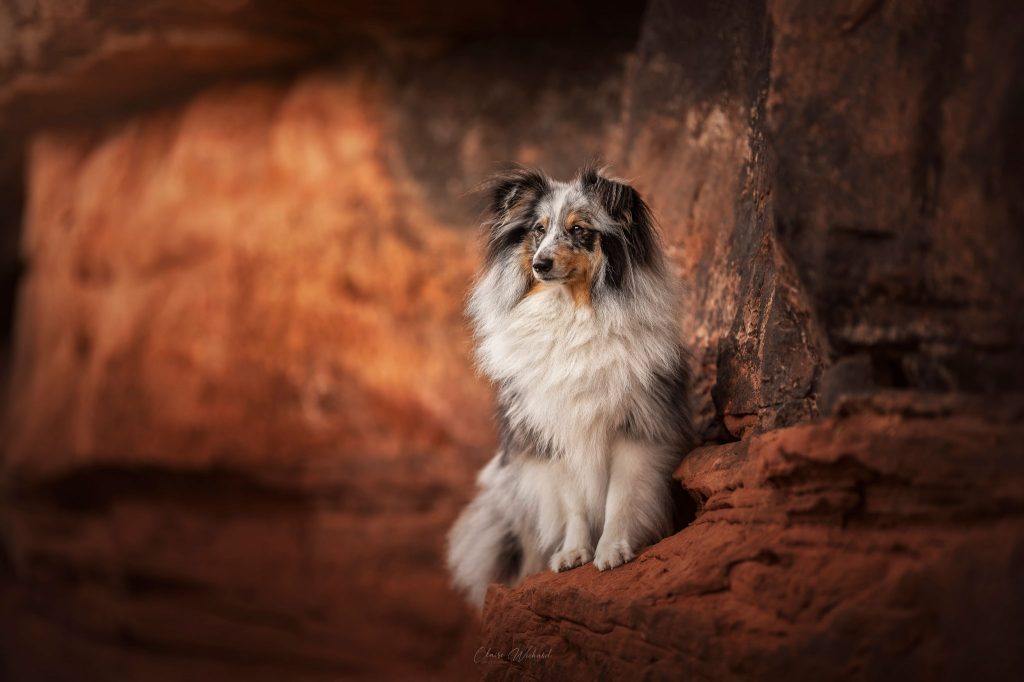 Shooting photo canin par Claire Wichard, photographe à Nancy, réalisé dans les roches orangées en Alsace