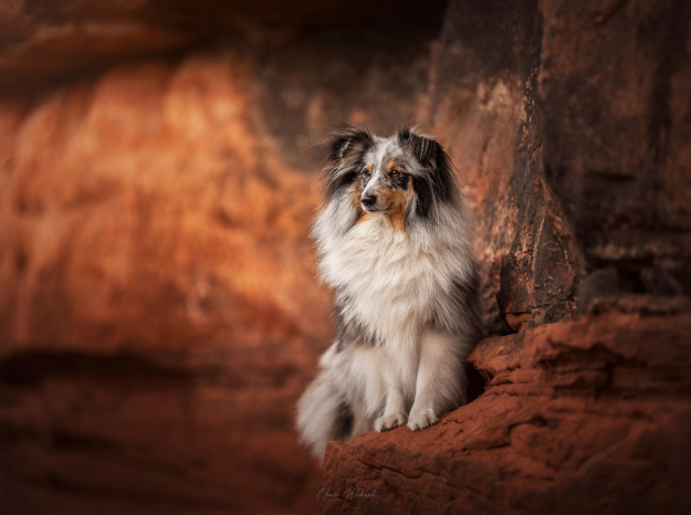Shooting photo canin par Claire Wichard, photographe à Nancy, réalisé dans les roches orangées en Alsace