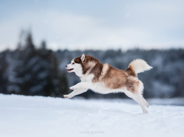 Souvenirs d'une balade hivernale au Lac de Pierre-Percée en janvier, photographie animalière par Claire Wichard.