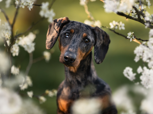 Gros plan d'un chien teckel arlequin entouré de fleurs blanches de mirabelliers, photographe animalier Nancy Épinal.