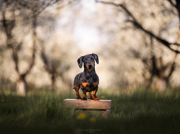 Chien teckel posant fièrement sur une caisse en bois au milieu d'un verger de mirabelliers en fleurs à la Colline de Sion.