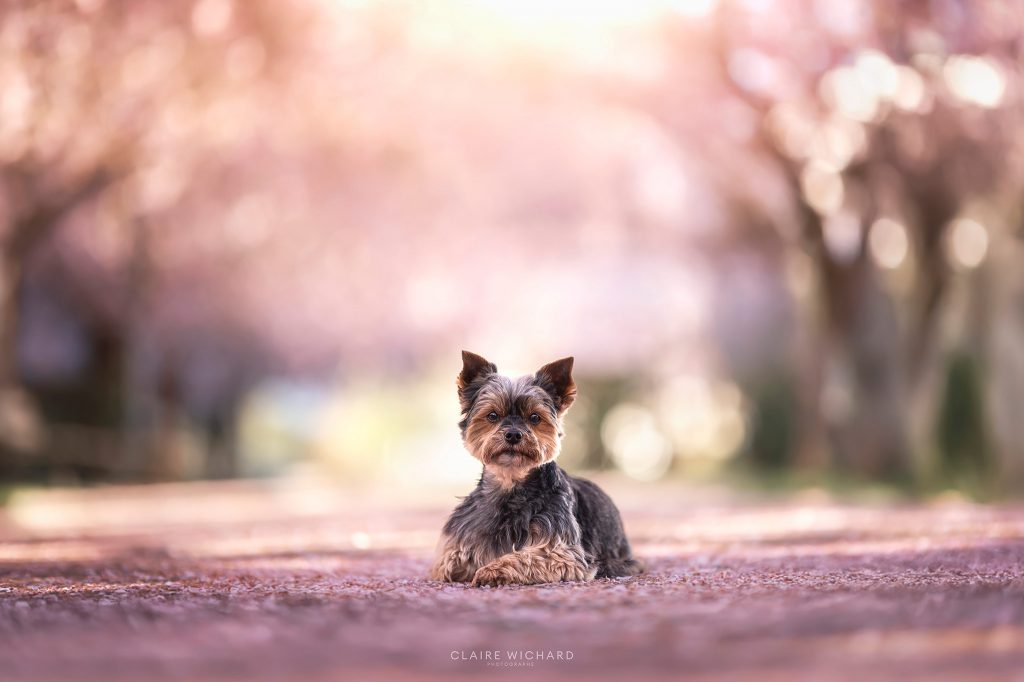 Portrait d'un chien Yorkshire posant sous une allée de cerisiers roses en fleurs à Nancy.