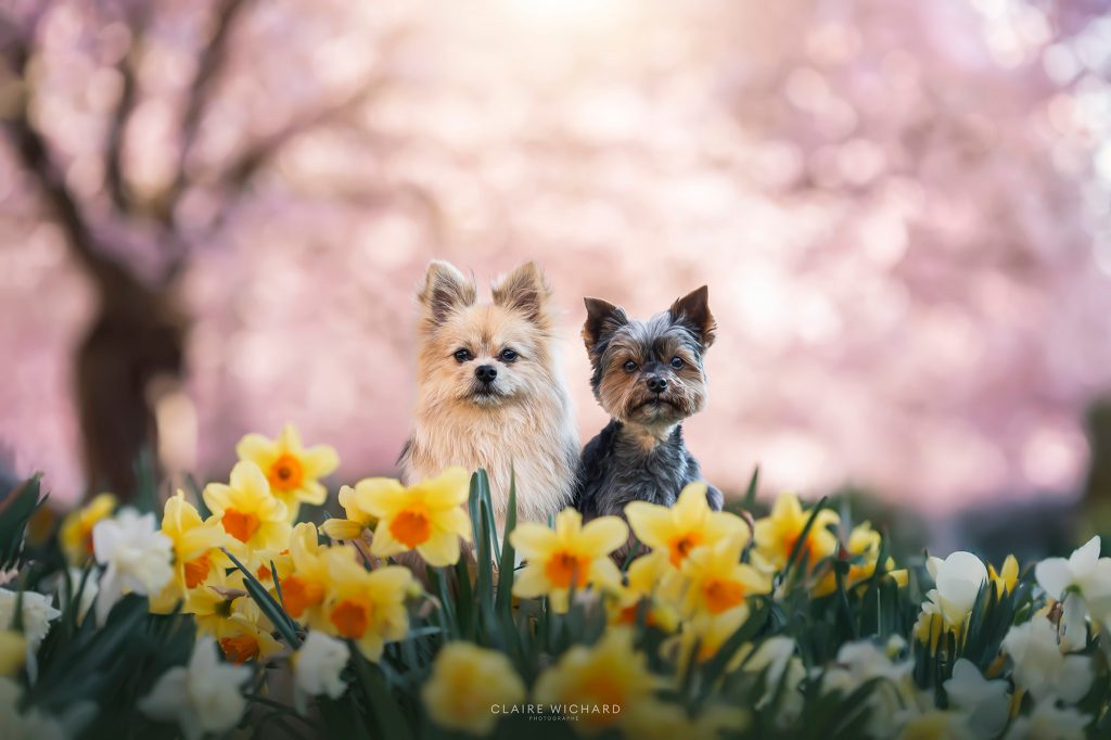 Duo de petits chiens (Yorkshire et Spitz) posant derrière un massif de jonquilles jaunes.
