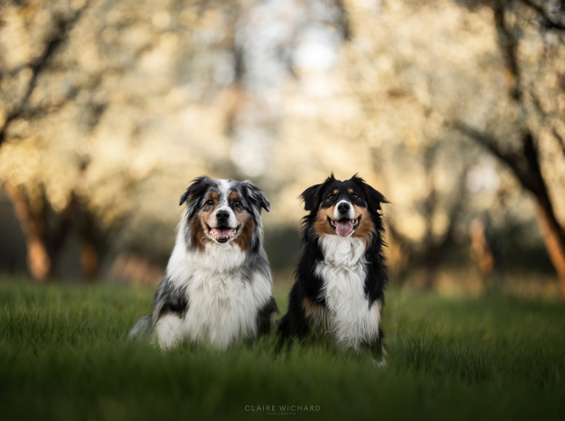 Deux chiens de race Berger Australien, l'un bleu merle et l'un noir tricolore, assis sagement côte à côte dans l'herbe verte d'un verger fleuri dans le saintois proche de praye