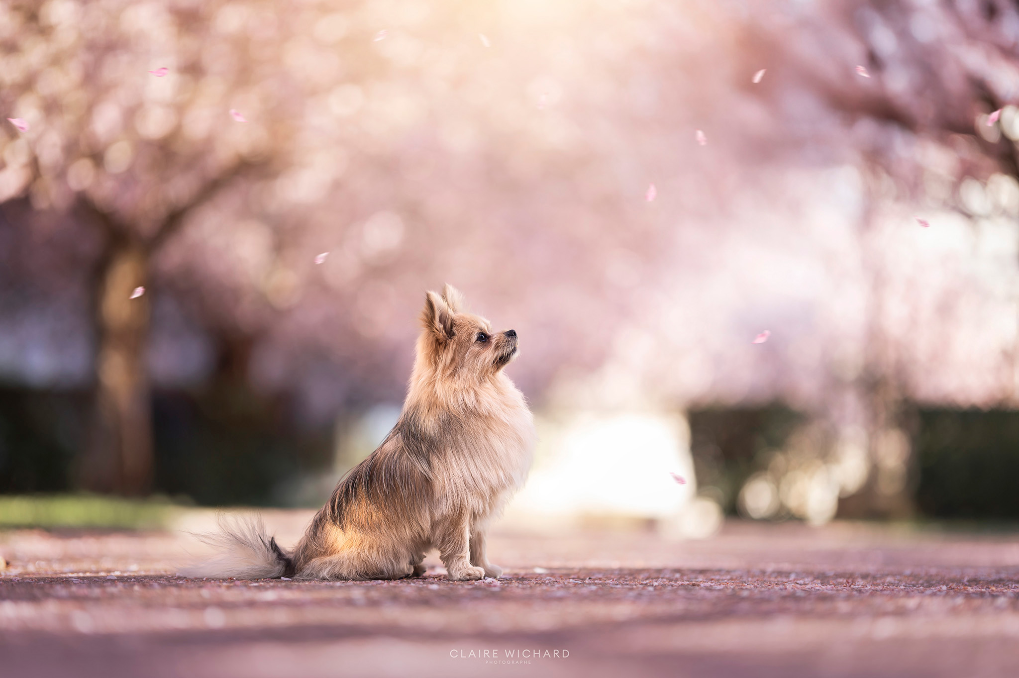 Petit chien de profil observant les pétales de cerisiers tomber, style doux et lumineux.