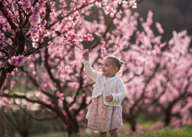 petite fille attrapant une branche de mirabelliers rose en fleurs près de nancy