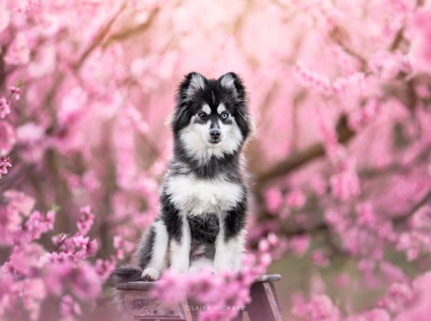 portrait d'un chien pomsky posant dans un verger de fleurs roses en Lorraine