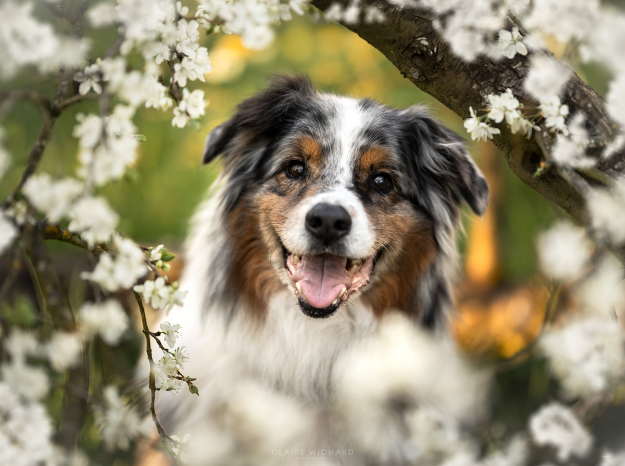 Portrait serré et expressif d'un Berger Australien souriant, encadré par des branches de mirabelliers couverts de fleurs blanches lumineuses, proche de nancy dans le saintois