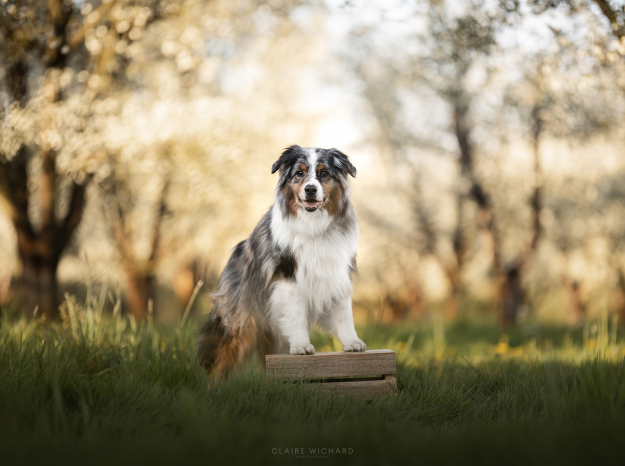 Un chien Berger Australien bleu merle pose fièrement, les pattes avant sur une caisse en bois, au milieu d'un verger de mirabelliers en fleurs au printemps près de nancy