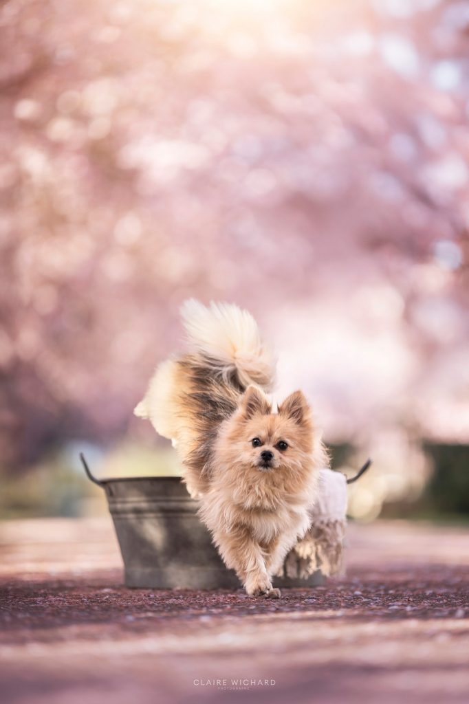 Chien de type spitz poméranien sautant hors d'une bassine vintage sous les cerisiers.