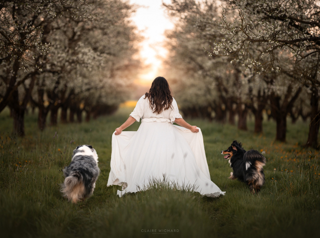 Vue de dos d'une femme en longue robe blanche marchant dans une allée de verger près de nancy au coucher du soleil, suivie par ses deux chiens Bergers Australiens.