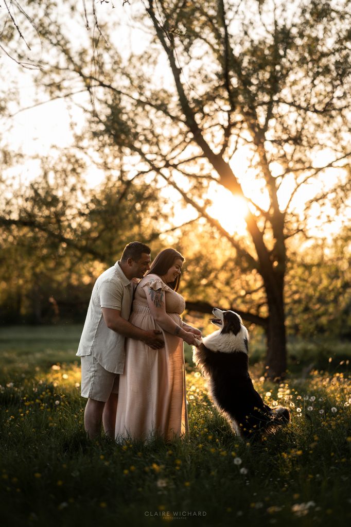 Shooting photo de maternité et complicité avec les animaux en Meurthe-et-Moselle. Un couple attend un enfant dans un champ de fleurs sauvages, tandis que leur chien de race Berger Australien se tient sur ses pattes arrière face à eux à contre-jour