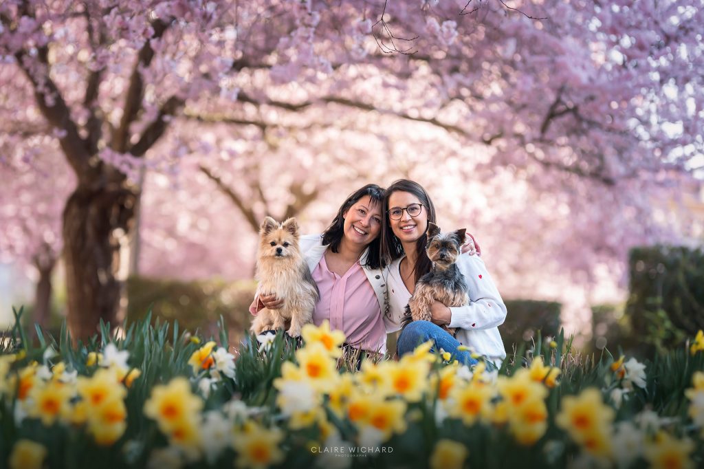 Portrait d'une maman et sa fille avec leurs deux chiens dans les fleurs de cerisiers et jonquilles.