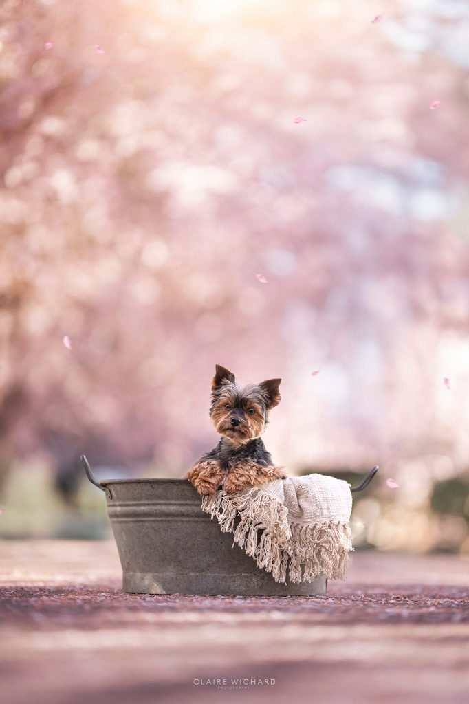 Chien Yorkshire installé dans une bassine en zinc avec un plaid, décor floral printanier.