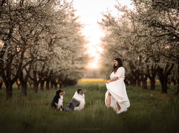 Une femme en robe blanche fait virevolter sa tenue face à ses deux chiens Bergers Australiens assis et attentifs, dans une perspective d'arbres en fleurs à la lumière dorée en lorraine